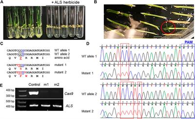 Base Editors for Citrus Gene Editing